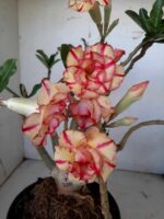 ENXERTO 10056 – 30cm (cor LM 220) - Imagem 3