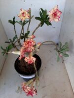 ENXERTO 10056 – 30cm (cor LM 220) - Imagem 15