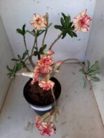 ENXERTO 10056 – 30cm (cor LM 220) - Imagem 5