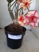 ENXERTO 10056 – 30cm (cor LM 220) - Imagem 4