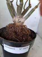 ENXERTO 10056 – 30cm (cor LM 220) - Imagem 14