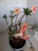 ENXERTO 10056 – 30cm (cor LM 220) - Imagem 13