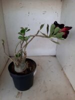 ENXERTO 10064 – 30cm (cor LM 339) - Imagem 8