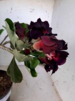 ENXERTO 10064 – 30cm (cor LM 339) - Imagem 6