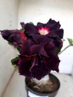 ENXERTO 10064 – 30cm (cor LM 339) - Imagem 3