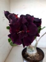 ENXERTO 10064 – 30cm (cor LM 339) - Imagem 4