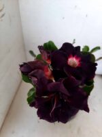 ENXERTO 10064 – 30cm (cor LM 339) - Imagem 5