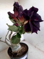 ENXERTO 10064 – 30cm (cor LM 339) - Imagem 7