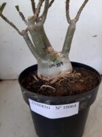 ENXERTO 10064 – 30cm (cor LM 339) - Imagem 13