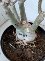 ENXERTO 10064 – 30cm (cor LM 339) - Imagem 12