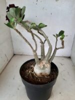 ENXERTO 10064 – 30cm (cor LM 339) - Imagem 10