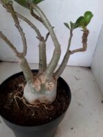 ENXERTO 10064 – 30cm (cor LM 339) - Imagem 9