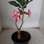 ENXERTO 10121 – 22cm (cor LM 789)