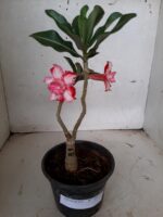 ENXERTO 10121 – 22cm (cor LM 789)