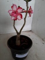 ENXERTO 10121 – 22cm (cor LM 789) - Imagem 3