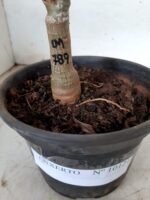 ENXERTO 10121 – 22cm (cor LM 789) - Imagem 6