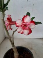 ENXERTO 10121 – 22cm (cor LM 789) - Imagem 4