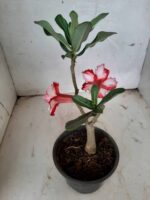 ENXERTO 10121 – 22cm (cor LM 789) - Imagem 5