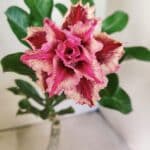 ENXERTO 12601 – 22cm (cor LM 964)