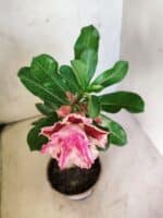 ENXERTO 12601 – 22cm (cor LM 964) - Imagem 5