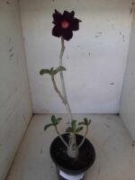 Planta Simples 1539 – 35cm – 02 anos - Imagem 2