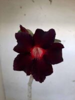 Planta Simples 1539 – 35cm – 02 anos