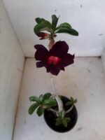 Planta Simples 1539 – 35cm – 02 anos - Imagem 4