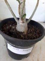 Planta Simples 1539 – 35cm – 02 anos - Imagem 7