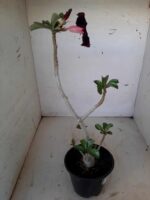 Planta Simples 1539 – 35cm – 02 anos - Imagem 6