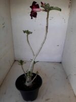 Planta Simples 1539 – 35cm – 02 anos - Imagem 5