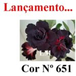 ENXERTO COR LM 651