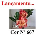 ENXERTO COR LM 667