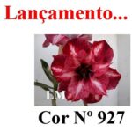 ENXERTO COR LM 927