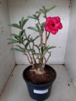 ENXERTO 10192 – 35cm (cor LM 384)