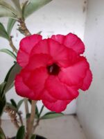 ENXERTO 10192 – 35cm (cor LM 384) - Imagem 3