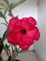 ENXERTO 10192 – 35cm (cor LM 384) - Imagem 6