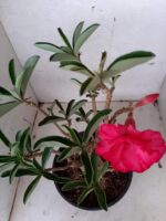 ENXERTO 10192 – 35cm (cor LM 384) - Imagem 4