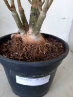 ENXERTO 10192 – 35cm (cor LM 384) - Imagem 10