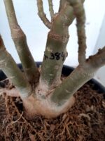 ENXERTO 10192 – 35cm (cor LM 384) - Imagem 9