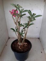 ENXERTO 10192 – 35cm (cor LM 384) - Imagem 7