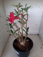 ENXERTO 10192 – 35cm (cor LM 384) - Imagem 5