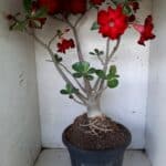 Planta Simples 1594 – 60cm – 04 anos