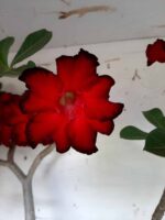 Planta Simples 1594 – 60cm – 04 anos - Imagem 3