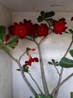 Planta Simples 1594 – 60cm – 04 anos - Imagem 5