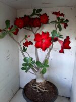 Planta Simples 1594 – 60cm – 04 anos - Imagem 4