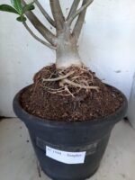 Planta Simples 1594 – 60cm – 04 anos - Imagem 10