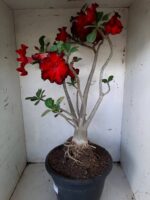 Planta Simples 1594 – 60cm – 04 anos - Imagem 7