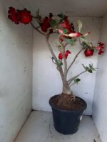 Planta Simples 1594 – 60cm – 04 anos - Imagem 8
