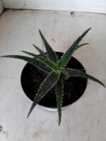 SUCULENTA "ALOE" Nº 01 - Imagem 3