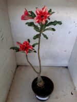 ENXERTO 10514 – 30cm (cor LM 493) - Imagem 2